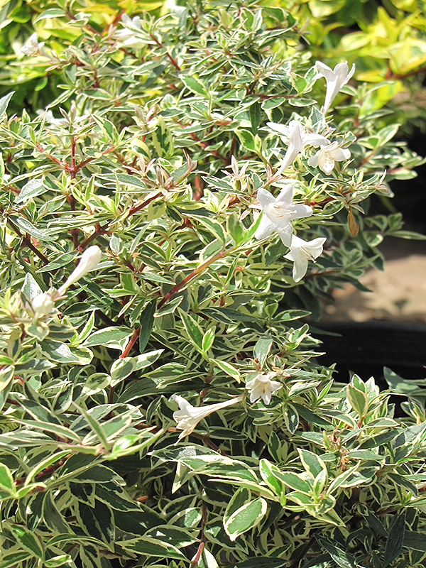 Confetti Glossy Abelia (Abelia x grandiflora 'Confetti') at Flagg's Garden Center