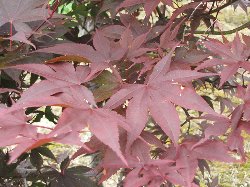 Red Emperor Japanese Maple (Acer palmatum 'Red Emperor') at Flagg's Garden Center