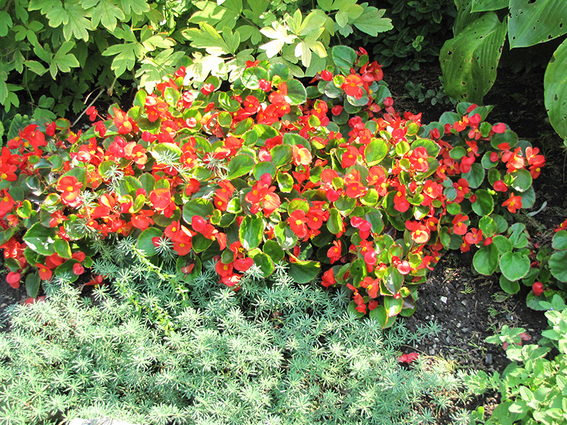 Bada Bing Scarlet Begonia (Begonia 'Bada Bing Scarlet') at Flagg's Garden Center