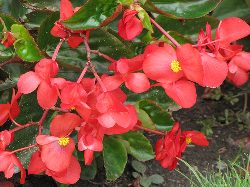 Dragon Wing Red Begonia (Begonia 'Dragon Wing Red') at Flagg's Garden Center