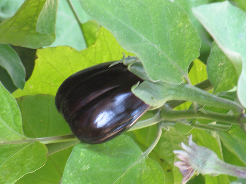 Black Beauty Eggplant (Solanum melongena 'Black Beauty') at Flagg's Garden Center
