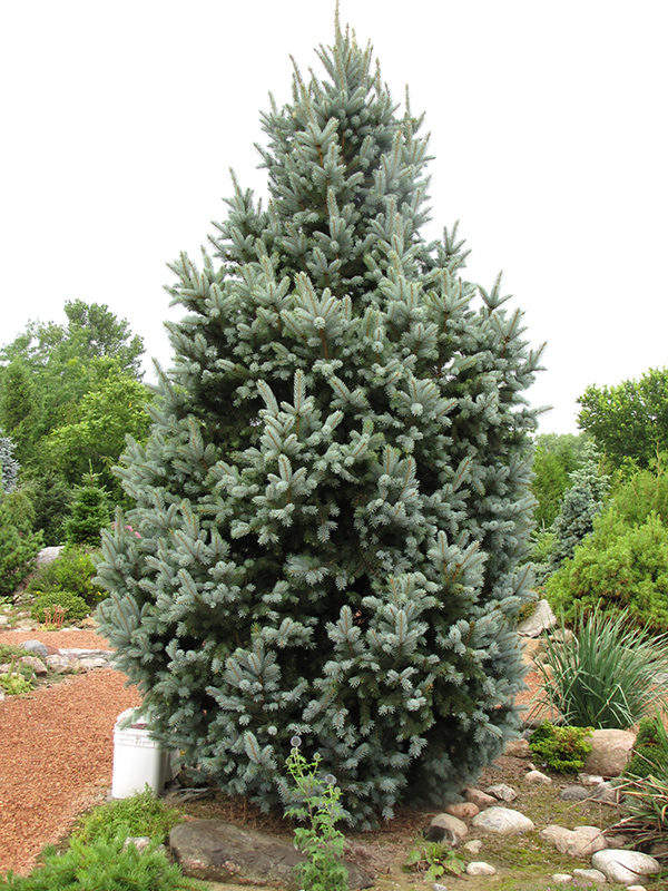 Iseli Fastigiate Spruce (Picea pungens 'Iseli Fastigiata') at Flagg's Garden Center
