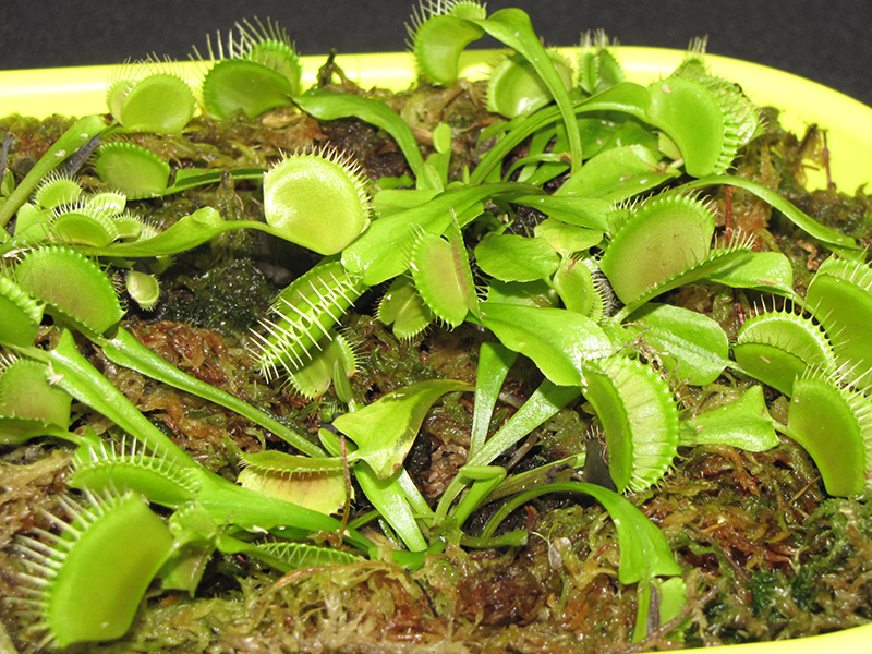 Venus Flytrap (Dionaea muscipula) at Flagg's Garden Center