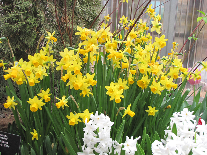 Tete a Tete Daffodil (Narcissus 'Tete a Tete') at Flagg's Garden Center