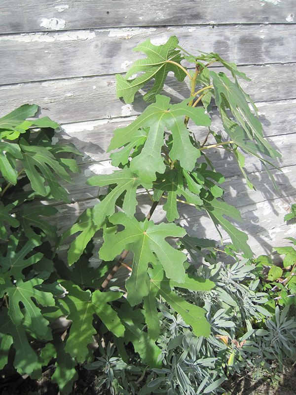 Chicago Hardy Fig (Ficus carica 'Chicago Hardy') at Flagg's Garden Center