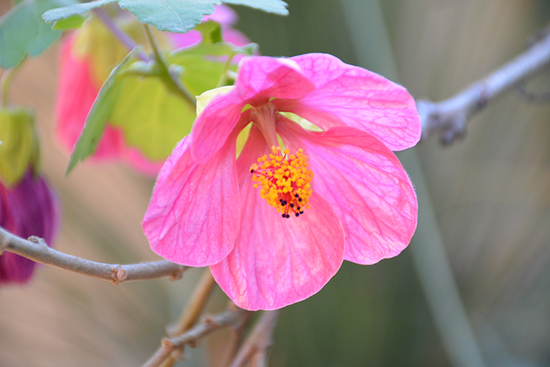 Pink Flowering Maple (Abutilon 'Pink') at Flagg's Garden Center