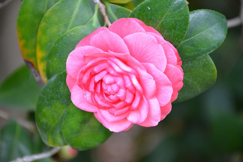 Pink Dawn Camellia (Camellia japonica 'Pink Dawn') at Flagg's Garden Center