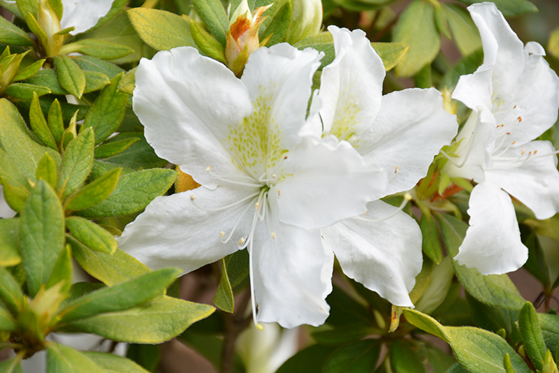 Bloom-A-Thon White Azalea (Rhododendron 'RLH1-3P3') at Flagg's Garden Center