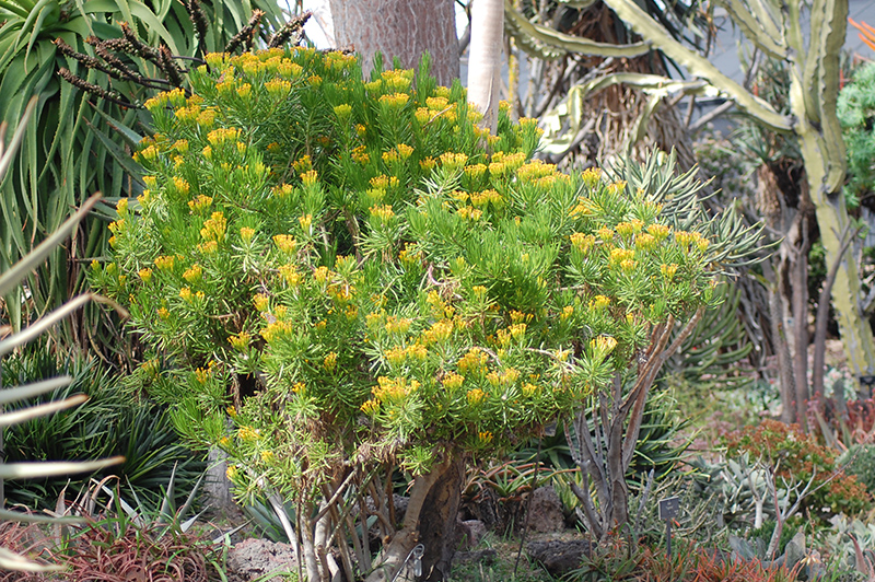 Succulent Bush Senecio (Senecio barbertonicus) at Flagg's Garden Center