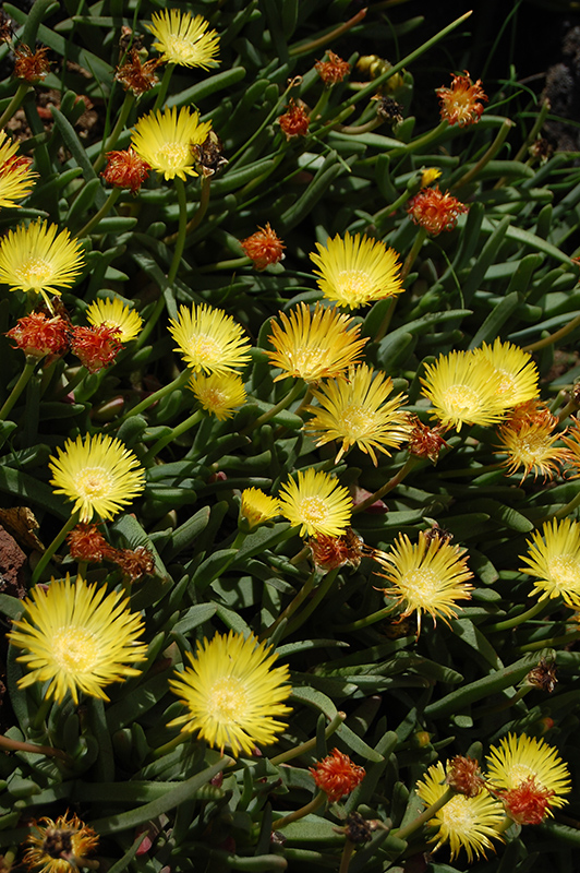 Yellow Ice Plant (Delosperma nubigenum) at Flagg's Garden Center