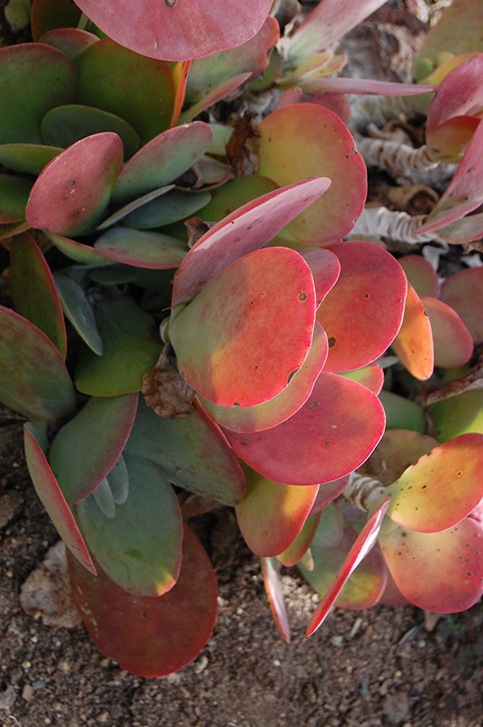 Paddle Plant (Kalanchoe luciae) at Flagg's Garden Center