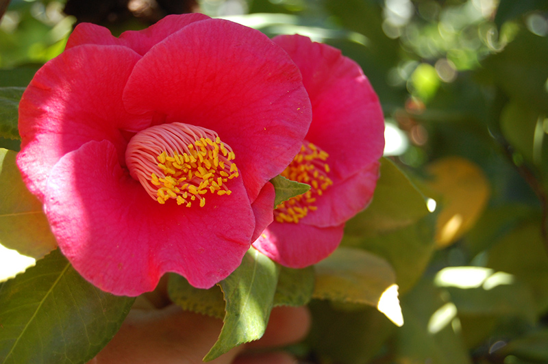 Japanese Camellia (Camellia japonica) at Flagg's Garden Center