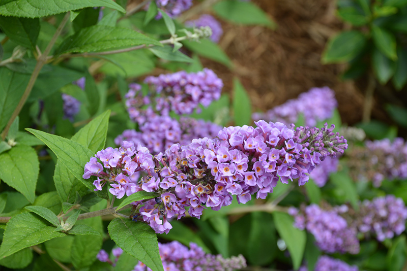 Lo & Behold Blue Chip Butterfly Bush (Buddleia 'Blue Chip') at Flagg's Garden Center