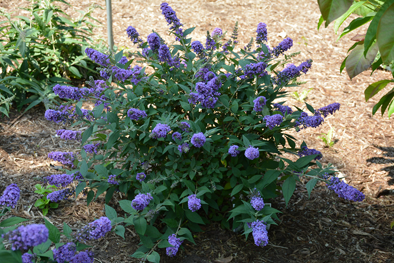 Lo & Behold Blue Chip Butterfly Bush (Buddleia 'Blue Chip') at Flagg's Garden Center
