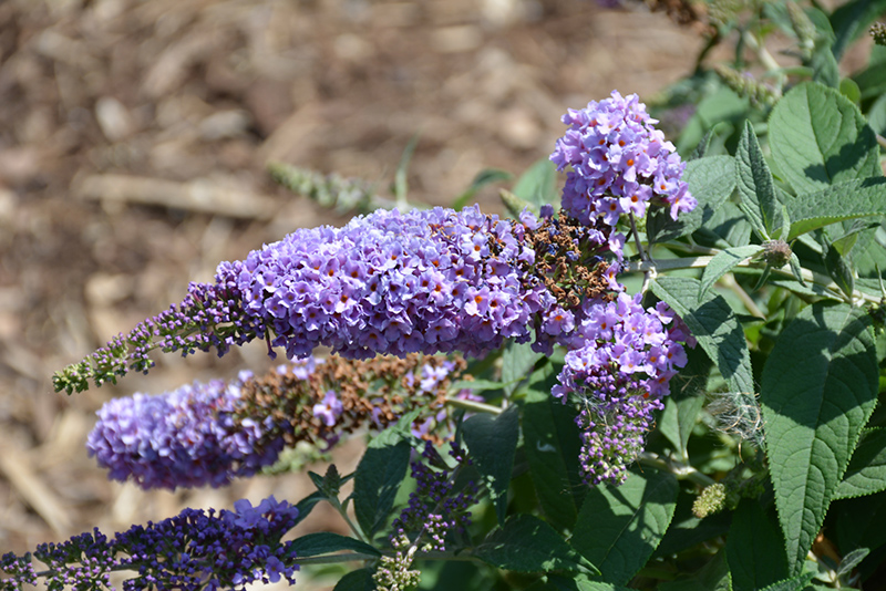 Lo & Behold Lilac Chip Butterfly Bush (Buddleia 'Lilac Chip') at Flagg's Garden Center