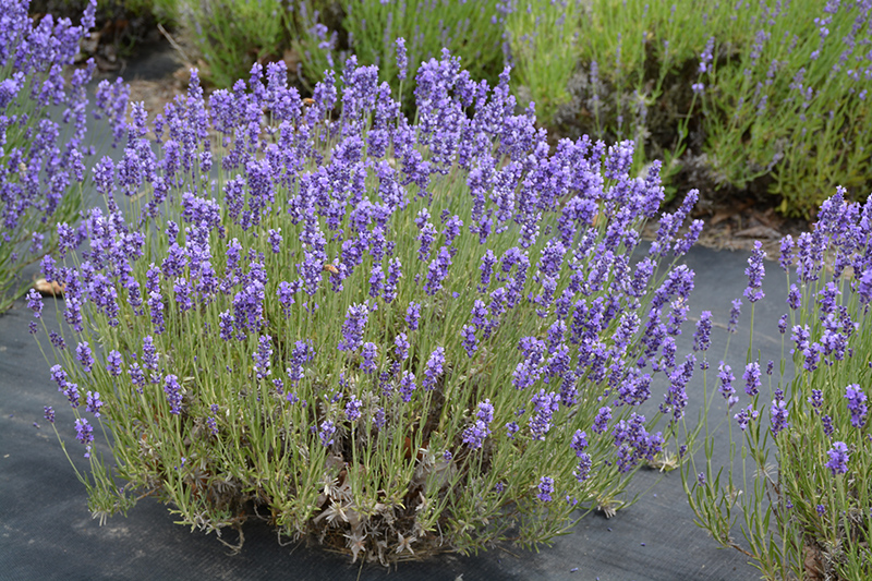 Hidcote Lavender (Lavandula angustifolia 'Hidcote') at Flagg's Garden Center