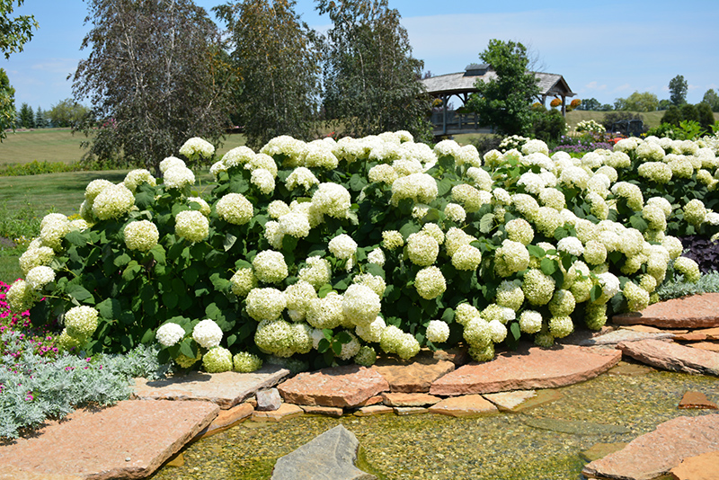 Incrediball Hydrangea (Hydrangea arborescens 'Abetwo') at Flagg's Garden Center