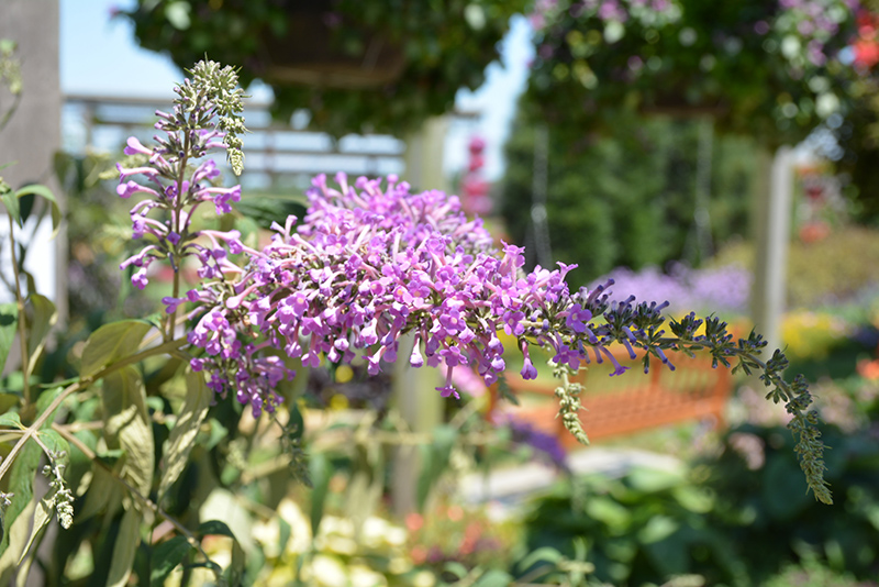 InSpired Violet Butterfly Bush (Buddleia 'ILVOargus2') at Flagg's Garden Center
