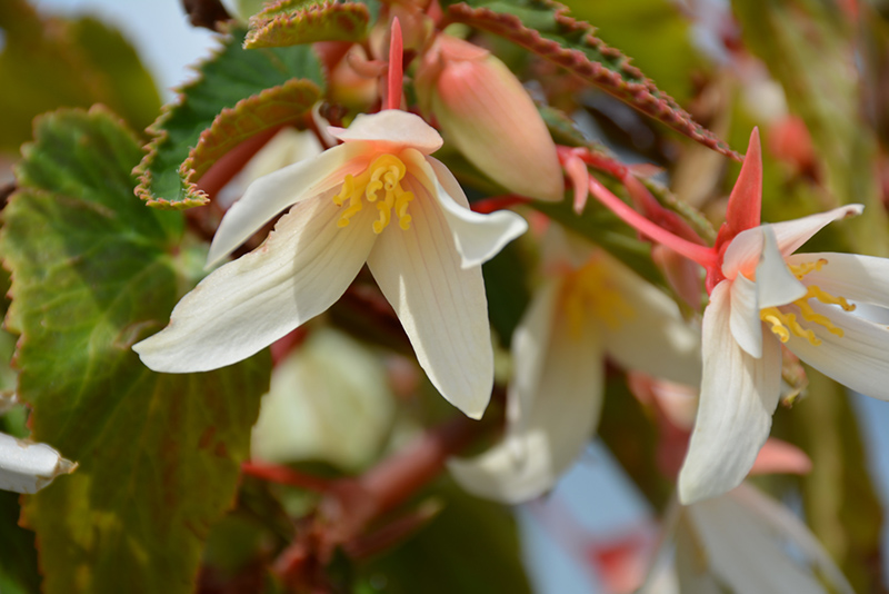 Bossa Nova Pure White Begonia (Begonia boliviensis 'Bossa Nova Pure White') at Flagg's Garden Center