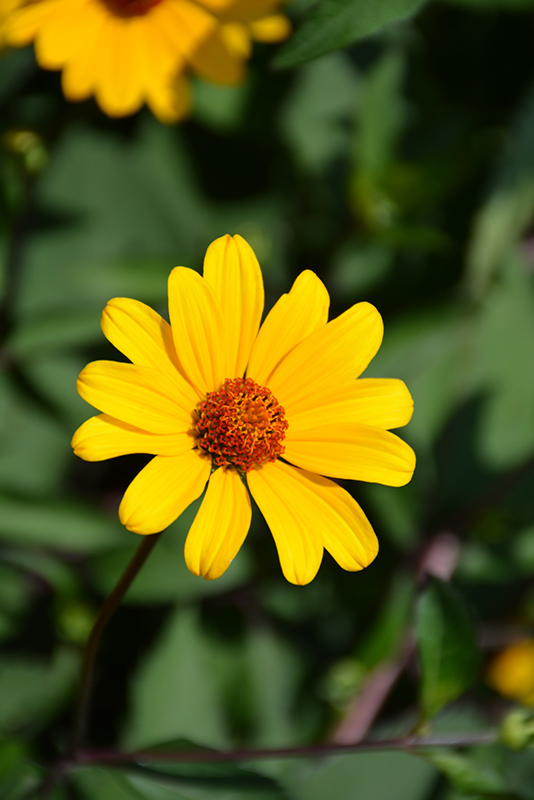 Summer Nights False Sunflower (Heliopsis helianthoides 'Summer Nights') at Flagg's Garden Center