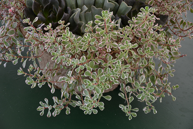 Tricolor Stonecrop (Sedum spurium 'Tricolor') at Flagg's Garden Center