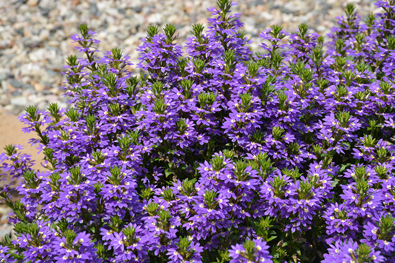 Purple Haze Fan Flower (Scaevola aemula 'Purple Haze') at Flagg's Garden Center