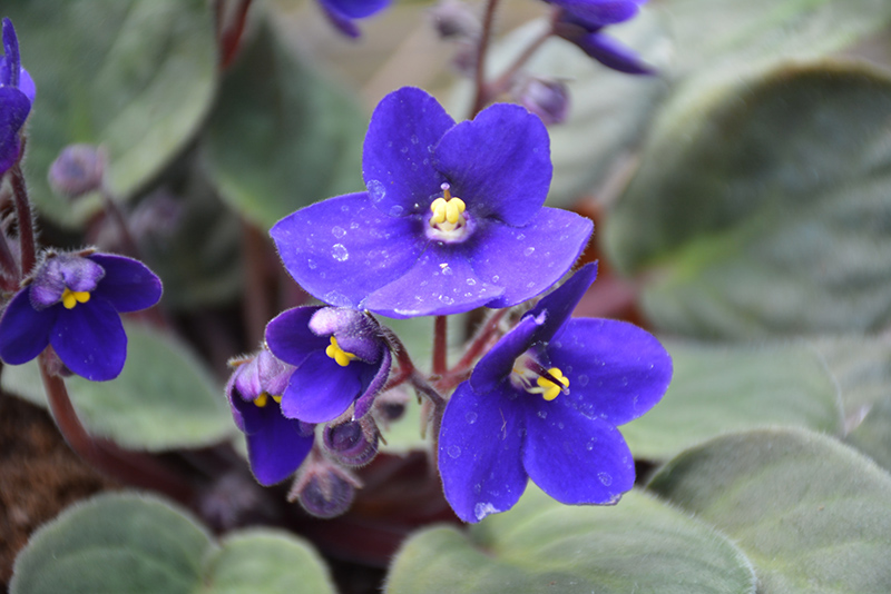 Hybrid Blue African Violet (Saintpaulia 'Hybrid Blue') at Flagg's Garden Center