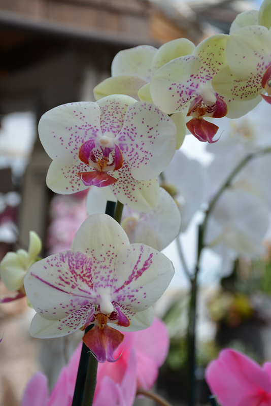 Pebble Beach Orchid (Phalaenopsis 'Pebble Beach') at Flagg's Garden Center