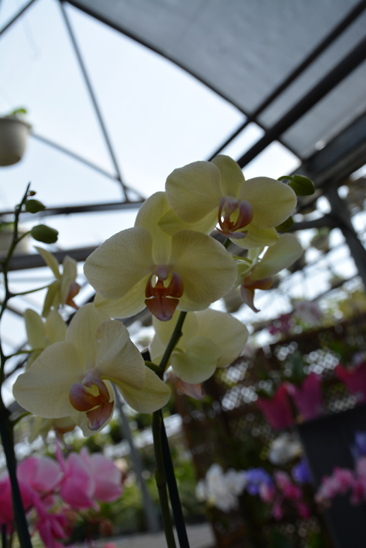 Fancy Fresco Orchid (Phalaenopsis 'Fancy Fresco') at Flagg's Garden Center