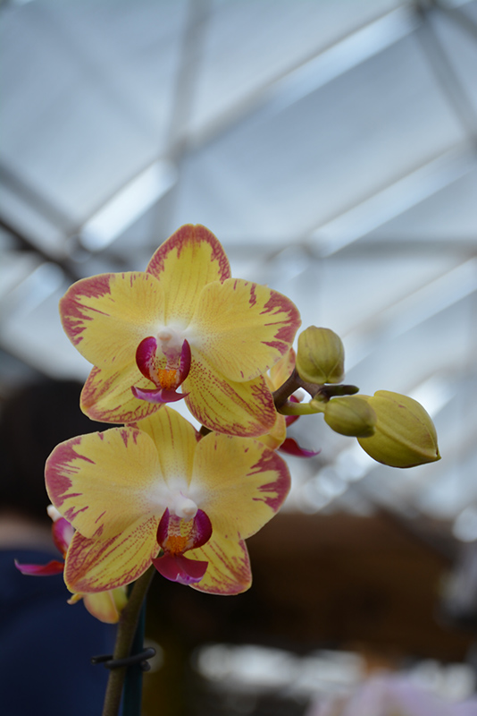 Orchid Breezes Orchid (Phalaenopsis 'Orchid Breezes') at Flagg's Garden Center