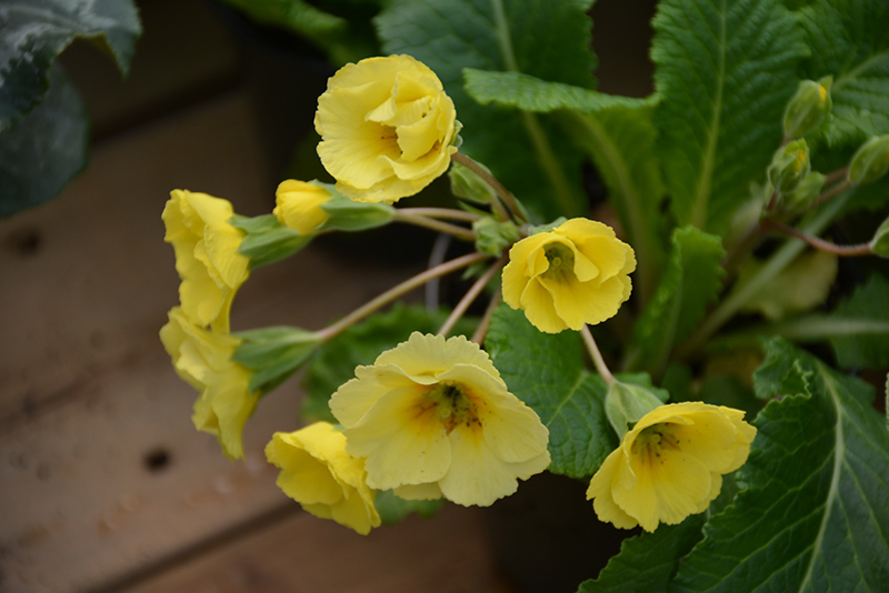 Veristar Light Yellow Primrose (Primula elatior 'Veristar Light Yellow') at Flagg's Garden Center