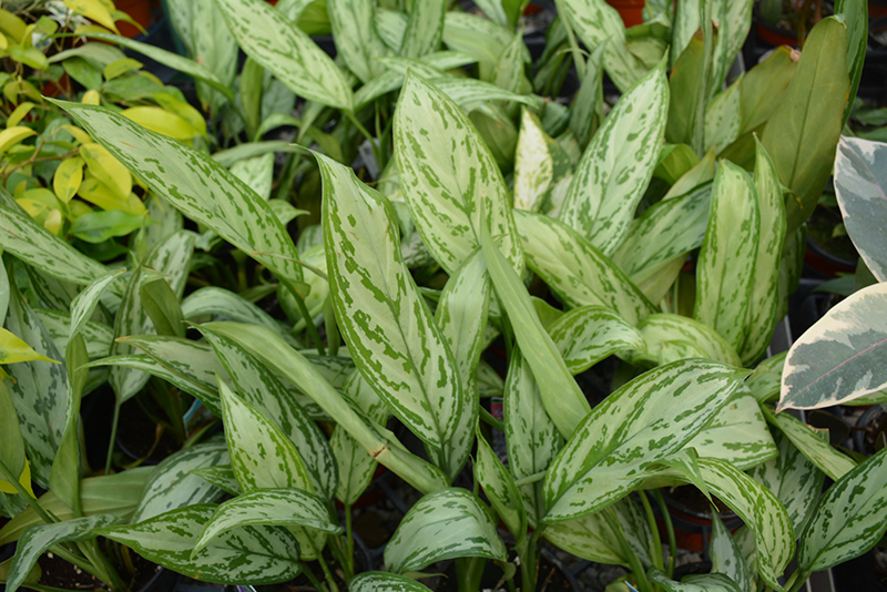 Silver King Chinese Evergreen (Aglaonema 'Silver King') at Flagg's Garden Center