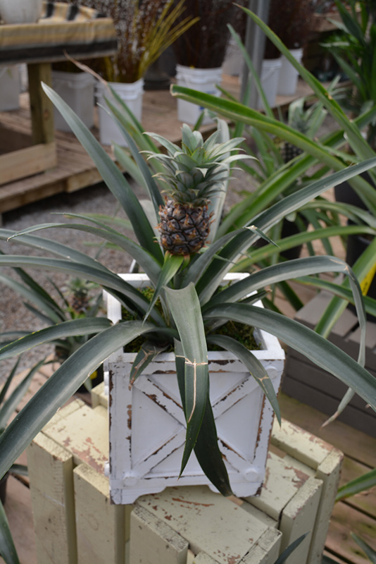 Pineapple (Ananas comosus) at Flagg's Garden Center