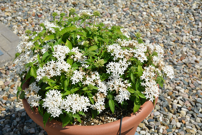 Lucky Star White Star Flower (Pentas lanceolata 'PAS1284142') at Flagg's Garden Center