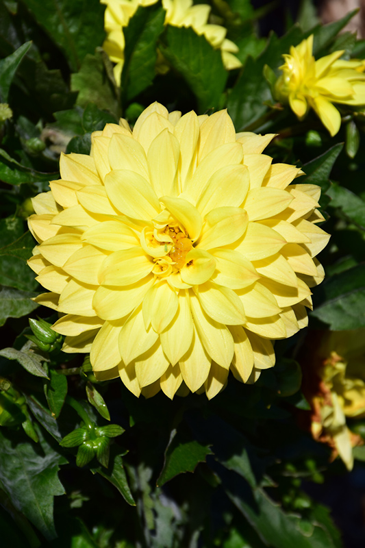 Dahlinova Hypnotica Yellow Dahlia (Dahlia 'Hypnotica Yellow') at Flagg's Garden Center