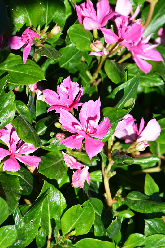 Soiree Kawaii Double Pink Vinca (Catharanthus roseus 'Soiree Kawaii Double Pink') at Flagg's Garden Center