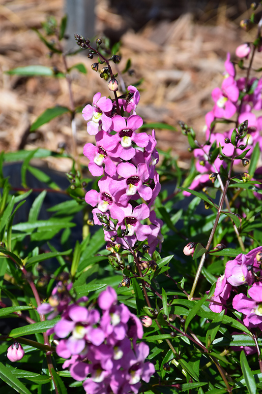AngelMist Spreading Pink Angelonia (Angelonia angustifolia 'Balangspini') at Flagg's Garden Center