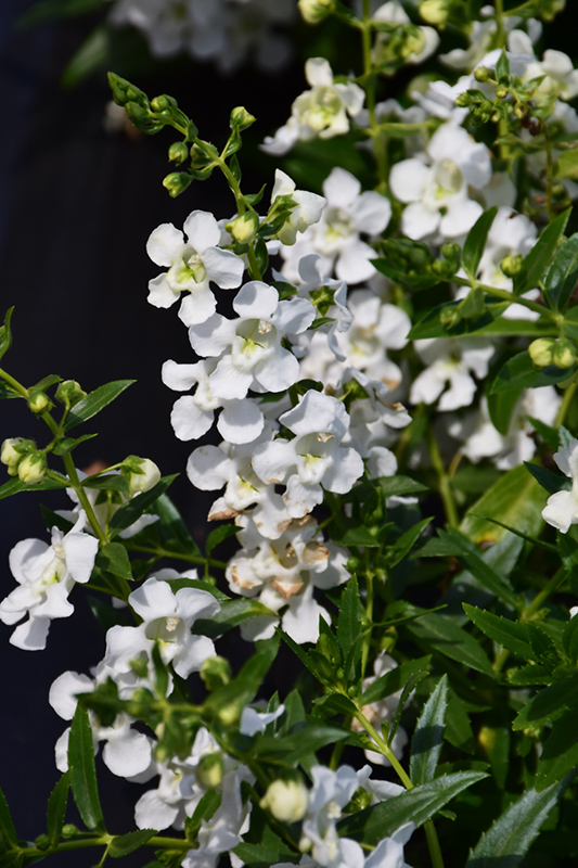 AngelMist Spreading White Angelonia (Angelonia angustifolia 'Balangspri') at Flagg's Garden Center