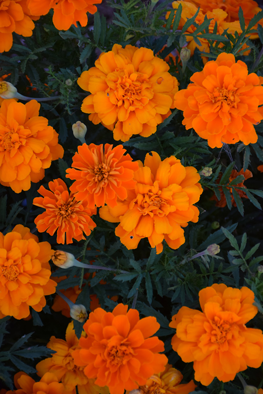 Alumia Deep Orange Marigold (Tagetes patula 'Alumia Deep Orange') at Flagg's Garden Center