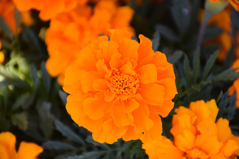 Durango Orange Marigold (Tagetes patula 'Durango Orange') at Flagg's Garden Center