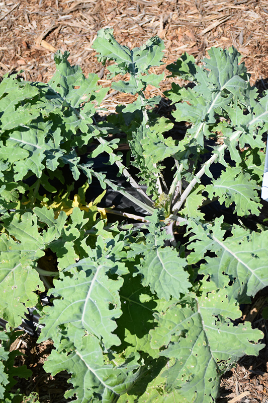 White Russian Kale (Brassica napus var. pabularia 'White Russian') at Flagg's Garden Center