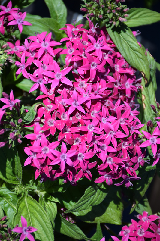 Graffiti Violet Star Flower (Pentas lanceolata 'Graffiti Violet') at Flagg's Garden Center