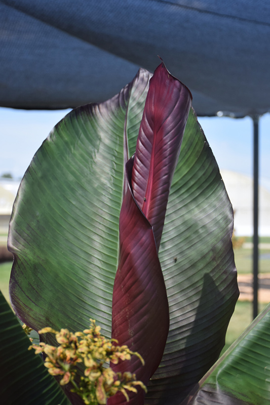 Red Banana (Ensete ventricosum 'Maurelii') at Flagg's Garden Center