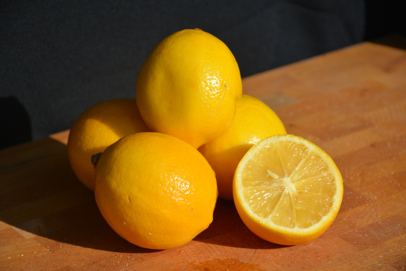 Meyer Lemon (Citrus x meyeri) at Flagg's Garden Center