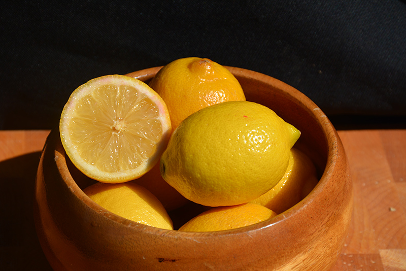 Meyer Dwarf Lemon (Citrus x meyeri 'Meyer Dwarf') at Flagg's Garden Center