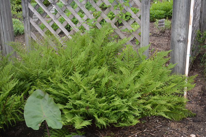 Lady in Red Fern (Athyrium filix-femina 'Lady in Red') at Flagg's Garden Center