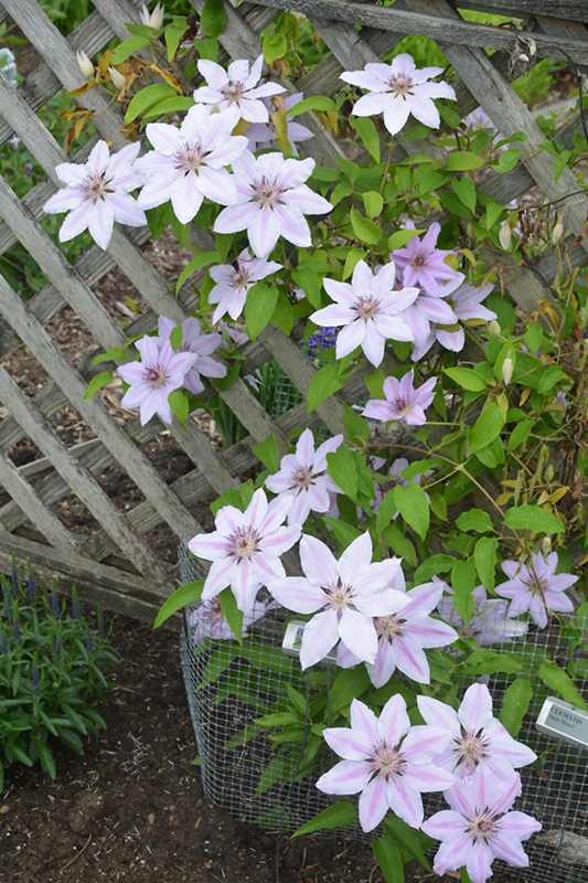Nelly Moser Clematis (Clematis 'Nelly Moser') at Flagg's Garden Center