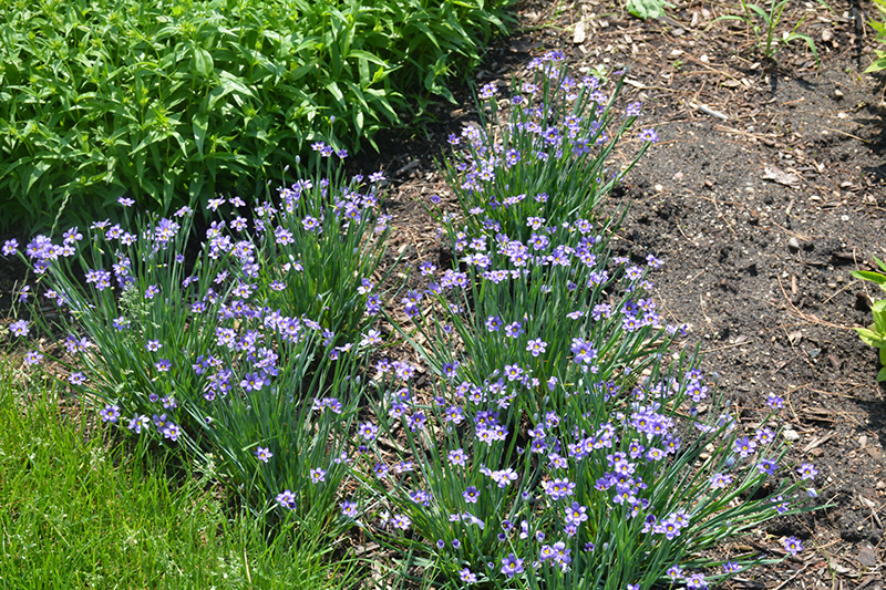 Lucerne Blue-Eyed Grass (Sisyrinchium angustifolium 'Lucerne') at Flagg's Garden Center