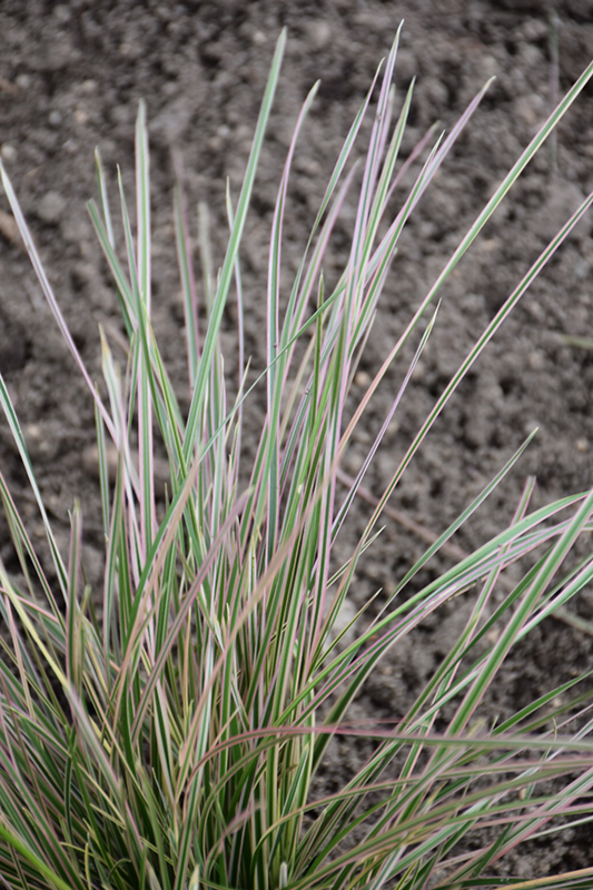 Northern Lights Tufted Hair Grass (Deschampsia cespitosa 'Northern Lights') at Flagg's Garden Center