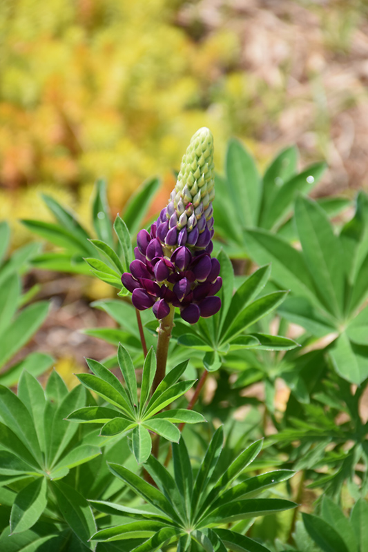 Popsicle Blue Lupine (Lupinus 'Popsicle Blue') at Flagg's Garden Center